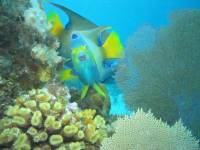 fare snorkeling Playa del carmen