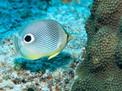 faire du snorkeling playa del carmen