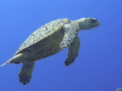 sortie snorkeling playa del carmen