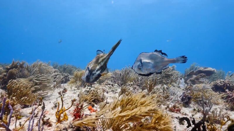 Playa. Orange Filefish II.