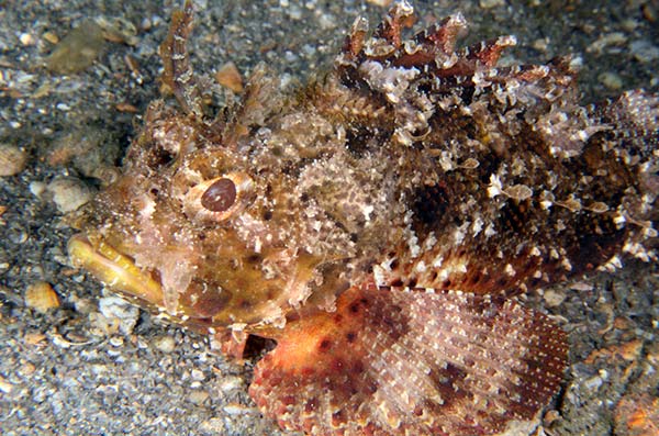 Plumed Scorpionfish