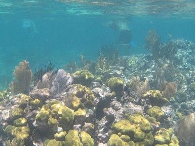 fare snorkel Puerto aventuras