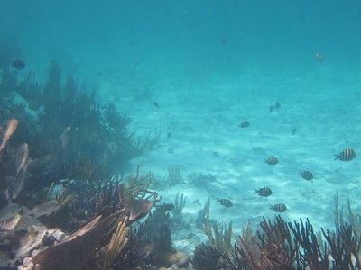 snorkel Puerto aventuras