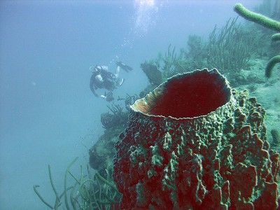 diving puerto plata