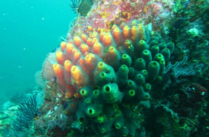 centros buceo puerto vallarta