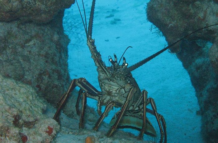 hacer buceo puerto vallarta