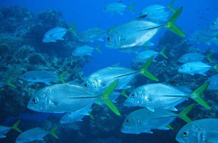 dive puerto vallarta