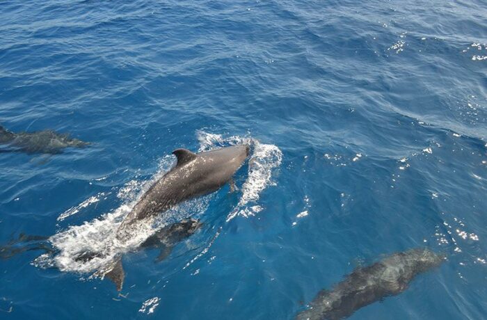 mexico diving puerto vallarta