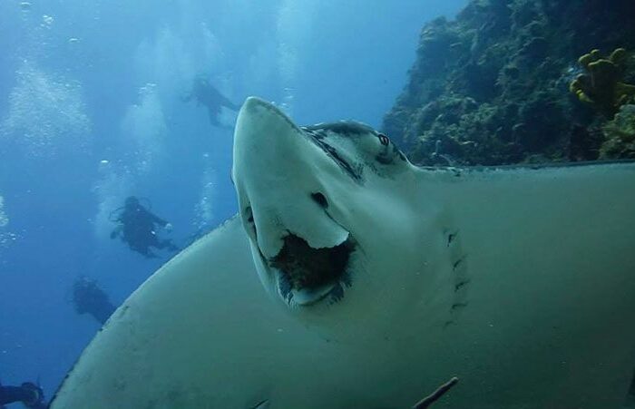 hacer submarinismo puerto vallarta