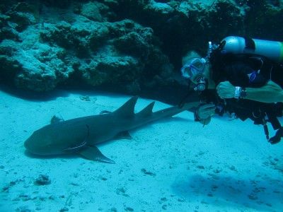 plongée sous-marine punta cana
