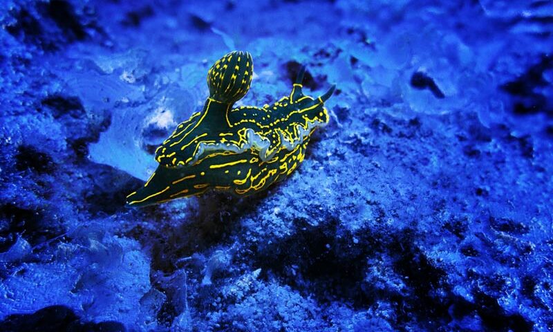 Punta Francesa reef - macro 3 - arrecife punta francesa