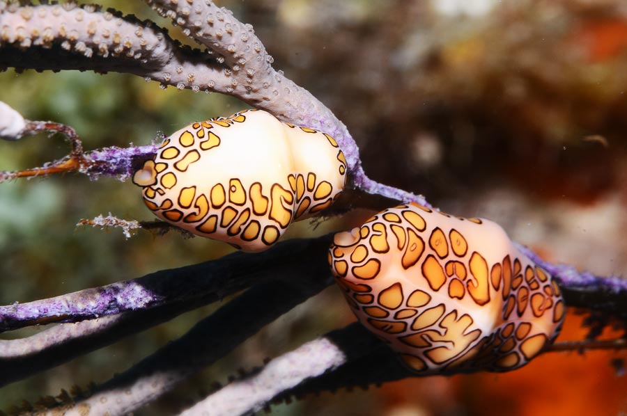 Punta Francesa reef - macro