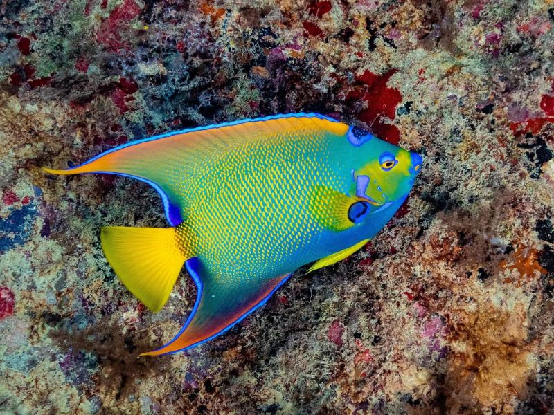 Queen Angelfish - Caribbean Reef Fish Identification