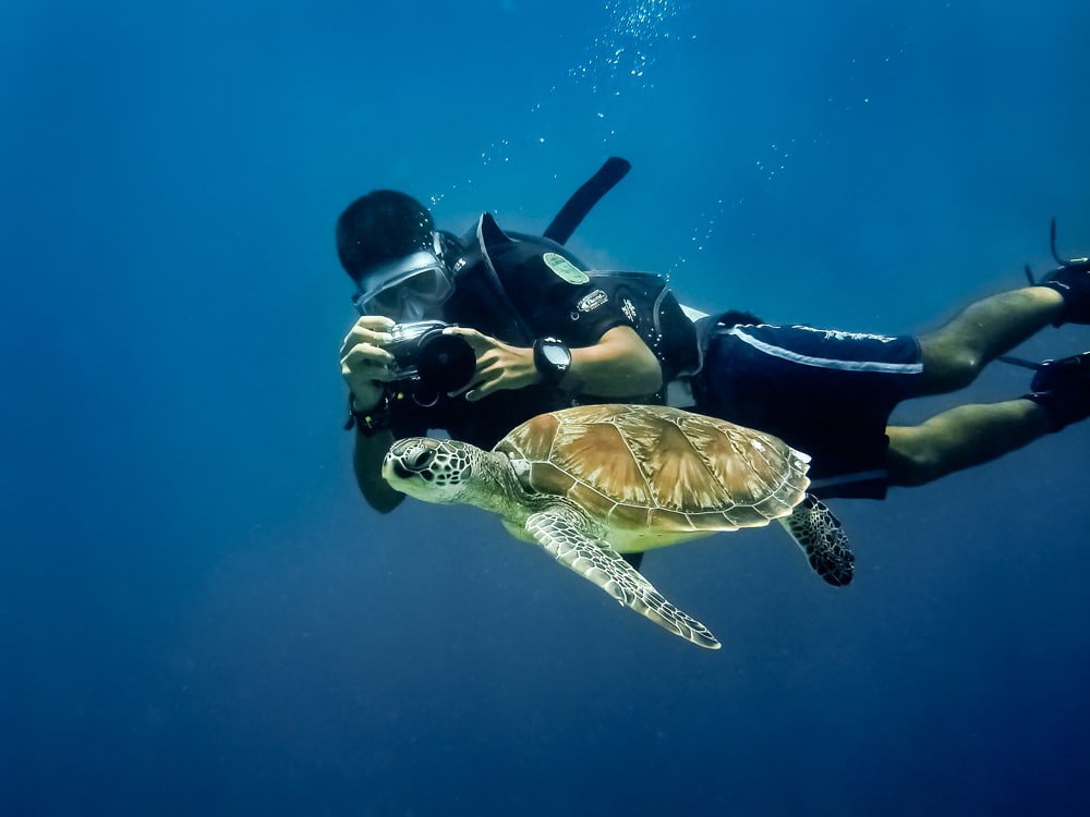 Recreational Diving - diver and turtle