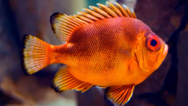 Red BIgeye Fish - SHORT BIGEYE SNAPPER Sebastian Niedlich - Pez rojo de ojos grandes