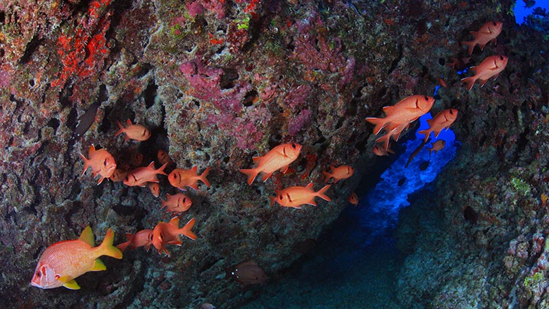 Red Bigeye Fish ADORNO - Pez rojo de ojos grandes