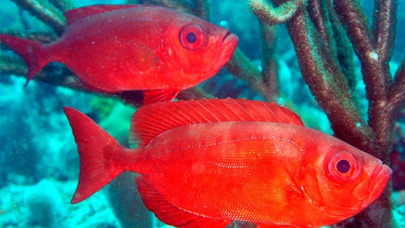 Red Bigeye Fish - ATLANTIC BIGEYE SNAPPER Kevin Bryant - Pez rojo de ojos grandes