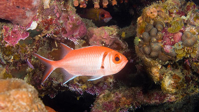 Red Bigeye Fish BLACKBAR SOLDIERFISH Kevin Bryant - Pez ojo-grande Rojo