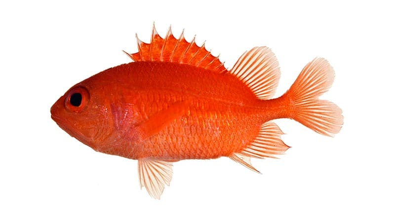 Red Bigeye Fish CARDINAL SOLDIERFISH - Pez rojo de ojos grandes