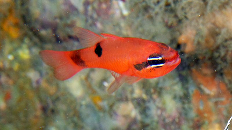 Red Bigeye Fish FLAMEFISH Kevin Bryant - pez rojo