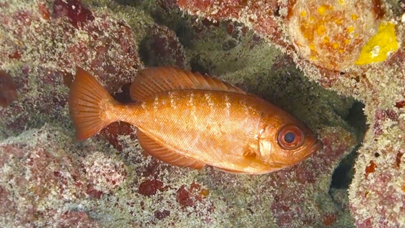Red Bigeye Fish GLASSEYE SNAPPER - pez ojo