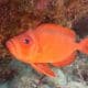 Red Bigeye Fish - PRINCIPAL - pez rojo