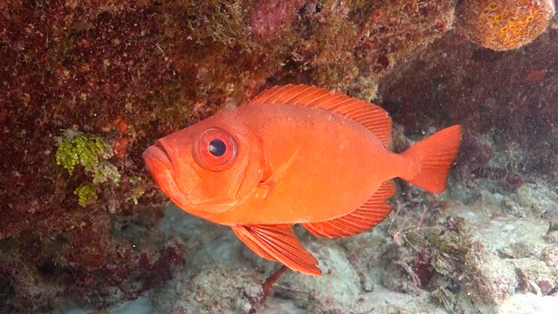 Red Bigeye Fish - PRINCIPAL - pez rojo