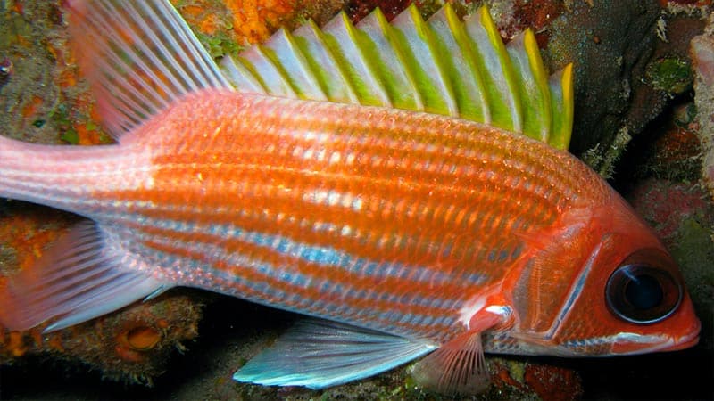 Red Bigeye Fish SQUIRRELFISH - Pez rojo de ojos grandes