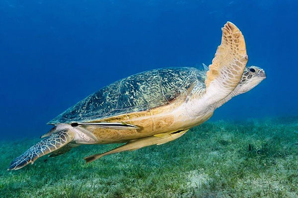 Red Sea Liveabaord Scuba Diving - Green turtle