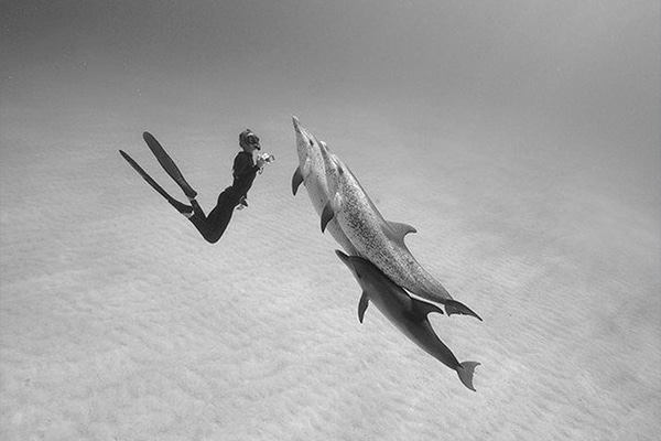 Red Sea Liveaboard Scuba Diving - diver and dolphins