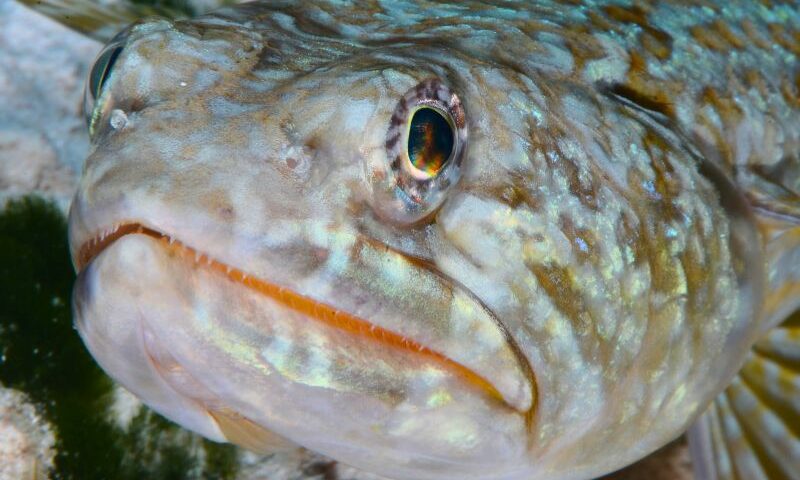 Reef Lizardfish (6) Pez lagarto de arrecife