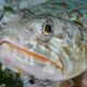 Reef Lizardfish (6) Pez lagarto de arrecife