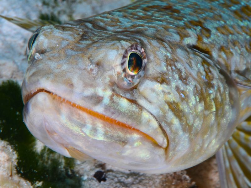 Reef Lizardfish (6) Pez lagarto de arrecife