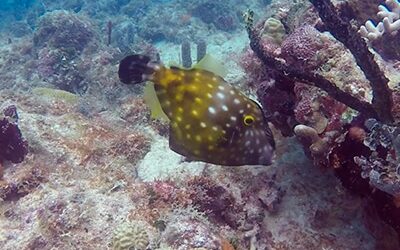 Reef Diving Safari Coco Reef
