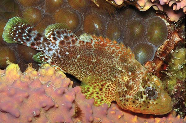 Reef Scorpionfish