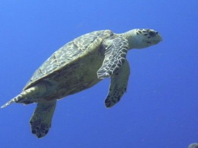 buceo riviera maya