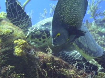 hacer buceo riviera maya