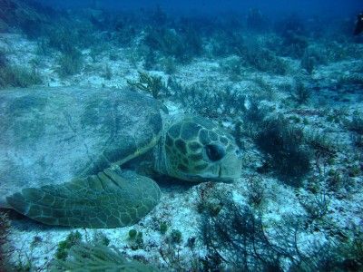 tour immersione Riviera maya