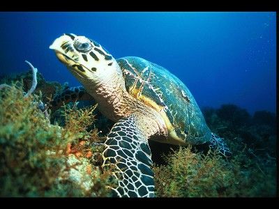 mayan riviera scuba diving - buceo en la riviera maya