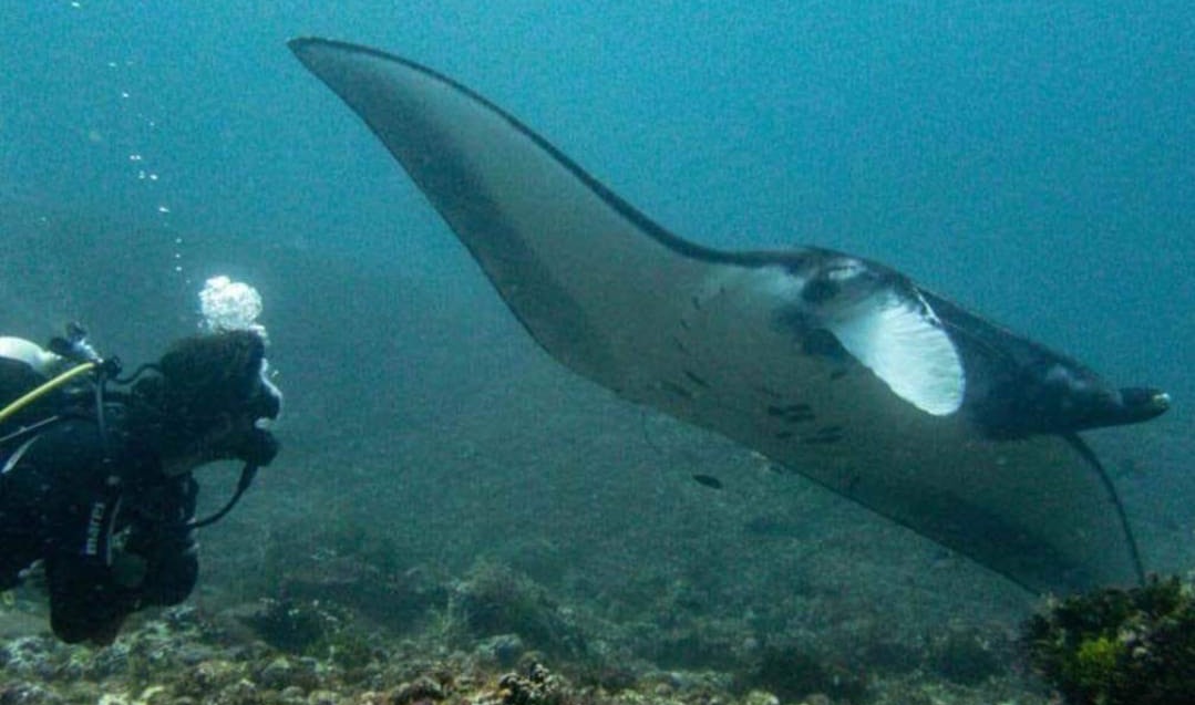 Interview with Roman, Dive Boss at Dressel Divers Paraiso