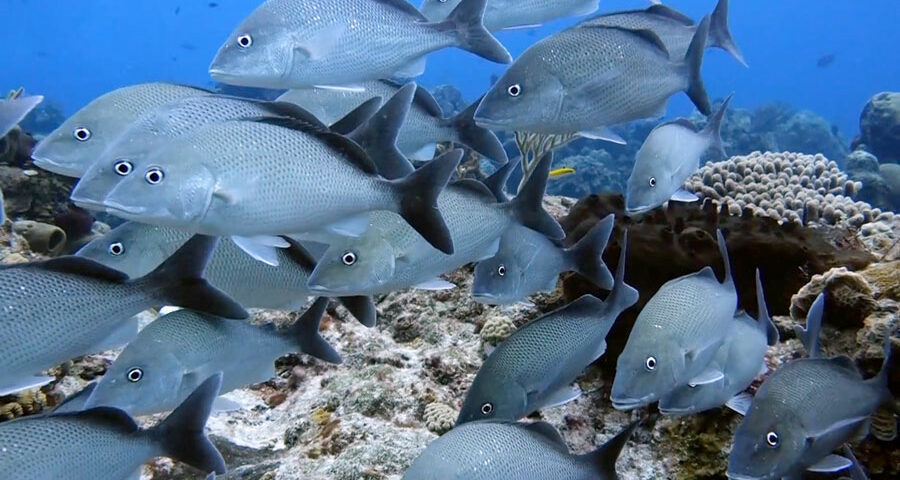 school of fish - sailor choice