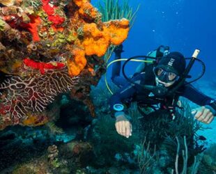 SCUBA-DIVING-DRESSEL-DIVERS-PUERTO-AVENTURAS