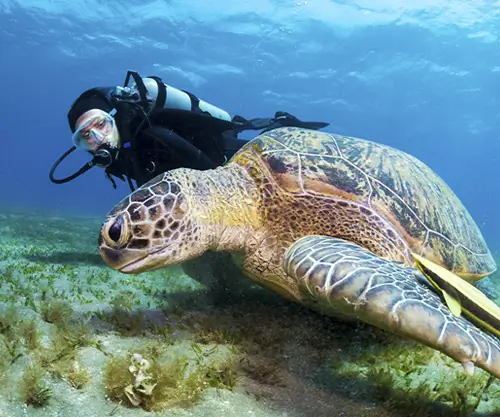 SDI-and-PADI-ADVANCED-Courses for-CERTIFIED-Divers SDI and PADI ADVANCED Courses for CERTIFIED Divers