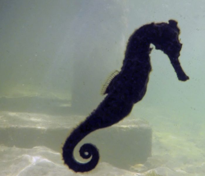 SEAHORSE