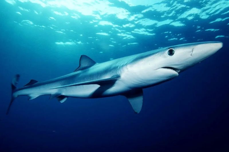 SHARK DIVING 2025 (1) buceo con tiburones