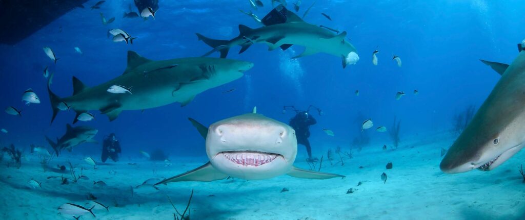 Excursion de Plongée avec REQUIN-BOULEDOGUE de Dressel Divers