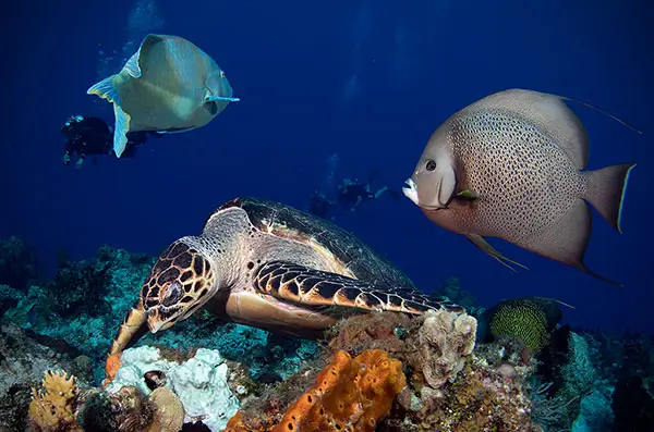 Santa Rosa diving in cozumel Santa Rosa diving in cozumel