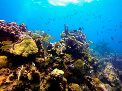 Insel saona Tauchausflug