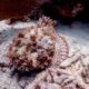 Scorpion fish facts - pictures-of scorpion fish- datos sobre el pez escorpión