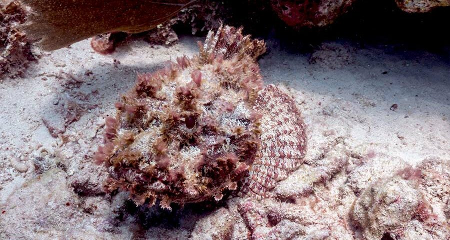 Scorpion fish facts - pictures-of scorpion fish- datos sobre el pez escorpión